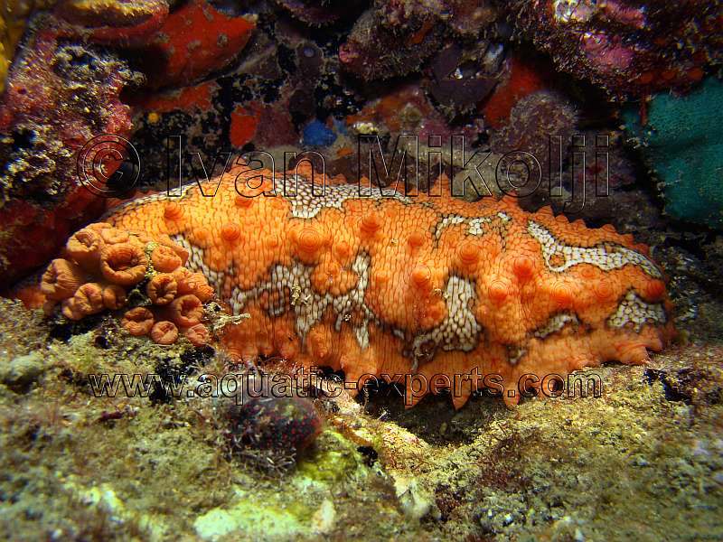 ocean cucumbers